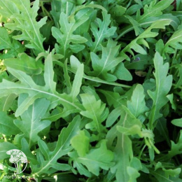 Индау (рукола) Сицилия