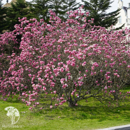 Магнолия суланжа Рустика Рубра