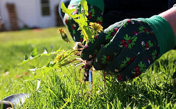 Как правильно посадить многолетние растения, чтобы минимизировать количество сорняков