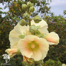 Мальва кремовая