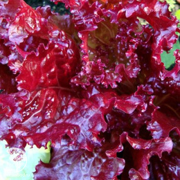 Салат Рубиновый браслет