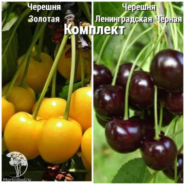 Фото Сверхвыгодный комплект! Черешня Золотая + опылитель черешня Ленинградская Чёрная