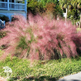 Мюленбергия волосовидная Рози