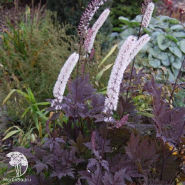  Цимицифуга простая Пинк Спайк