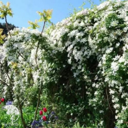 Клематис Маньчжурский