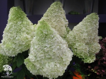 Фото Гортензия метельчатая Полярный медведь