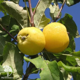 Сверхвыгодный комплект! Яблоня Белый налив + опылитель яблоня Китайка золотая (ранняя)