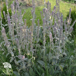 Стахис Нежность (византийский)