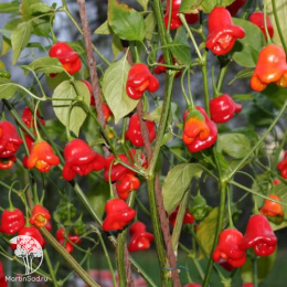 Перец острый Визирь