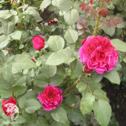 Роза Фишермэн'c Фрэнд