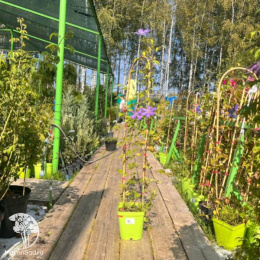 Клематис Калцедони