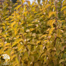 Дёрен кроваво-красный Сифа