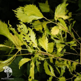 Вяз Виминалис Ауреа на штамбе