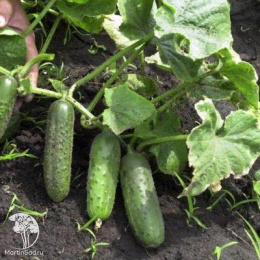 Огурец Бабушкин секрет F1