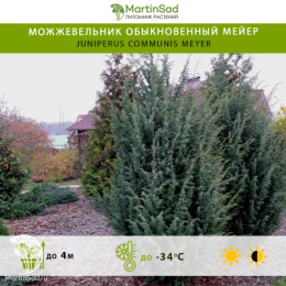 Можжевельник обыкновенный Мейер