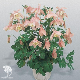 Аквилегия Спринг Меджик Пинк энд Вайт