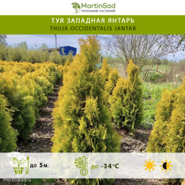 Туя западная Янтарь