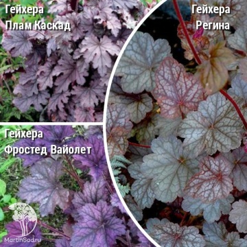 Фото Сверхвыгодный микс! Гейхера Плам Каскад + Гейхера Фростед Вайолет + Гейхера Регина