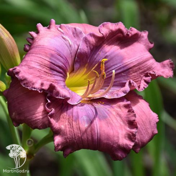 Фото Лилейник Лавандер Блю Бэби