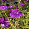 Dianthus chinensis Diana Blueberry Гвоздика китайская Диана Блюберри фото 3 