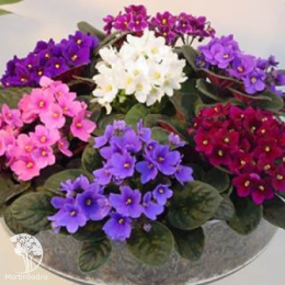 Сенполия узамбарская (фиалка микс)