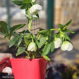 Helleborus Anemone White Морозник Анемона Вайт