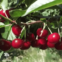 Вишня Ходоса (Дюк)