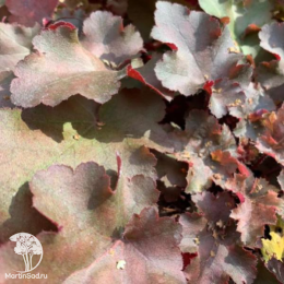 Сверхвыгодный микс! Гейхера Карамель + Гейхера Линда + Гейхера Крем Брюле