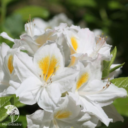 Азалия гибридная Персил