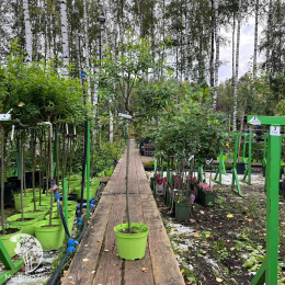 Ива тонкостолбиковая Куроме на штамбе