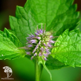 Мята Корейская