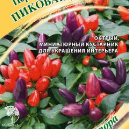 Перец кустарниковый Пиковая дама