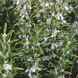 Розмарин Нежность