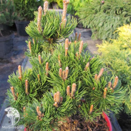 Сосна горная Пикобелло