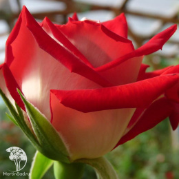 Роза Николь