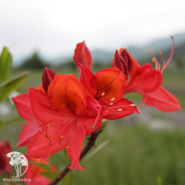 Азалия Тунис