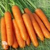 Морковь Деликатесная, серия Заморозь! фото 2 
