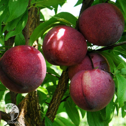 Слива диплоидная Хироми Ред