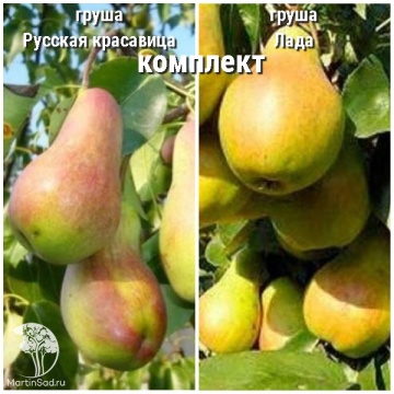 Фото Груша Русская красавица + опылитель Груша Лада