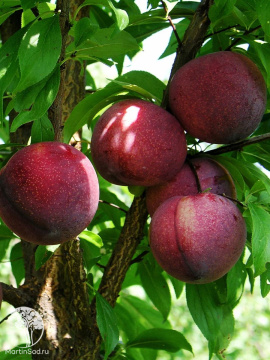 Фото Слива диплоидная Хироми Ред