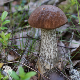 Подберезовик на зерновом субстрате