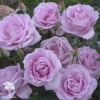 Роза чайно-гибридная Генри Идланд фото 3 