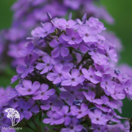 Флокс Хесперис