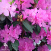  Рододендрон каролинский П.Ж.М. Регал фото 1 
