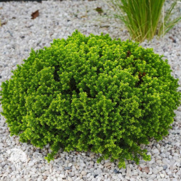 Хебе Грин Глоб