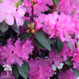  Рододендрон каролинский П.Ж.М. Регал