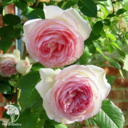 Роза плетистая Эден Роуз 85