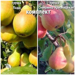 Груша Лада + опылитель Груша Северянка Краснощекая