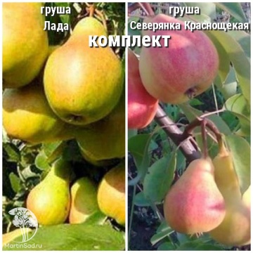 Фото Груша Лада + опылитель Груша Северянка Краснощекая