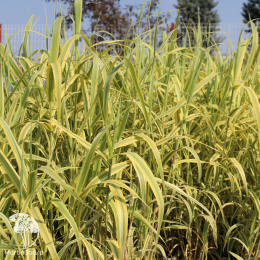 Арундо тростниковый Ауреовариегата